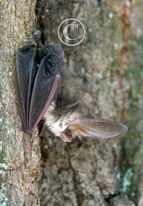 Long-eared Bat DM0594